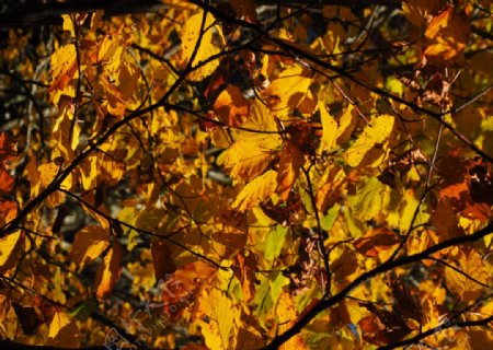 金黄的枫树树叶图片