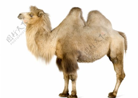 白色底板上的骆驼图片