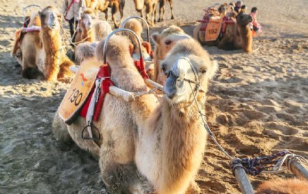沙漠里的骆驼高清拍摄大图图片