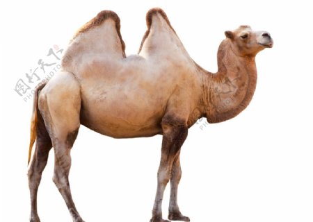 骆驼拍摄素材图片