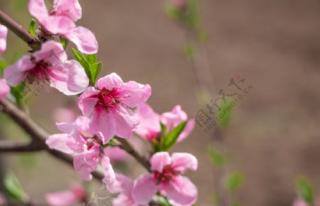 春天粉色海棠花摄影图片