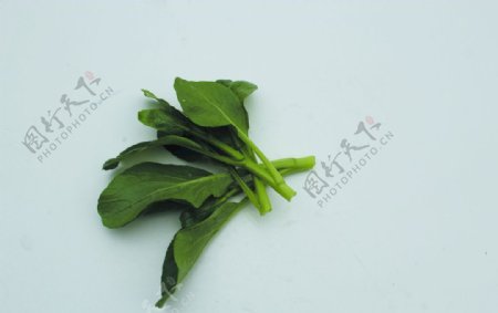 蔬菜菜苔白菜图片