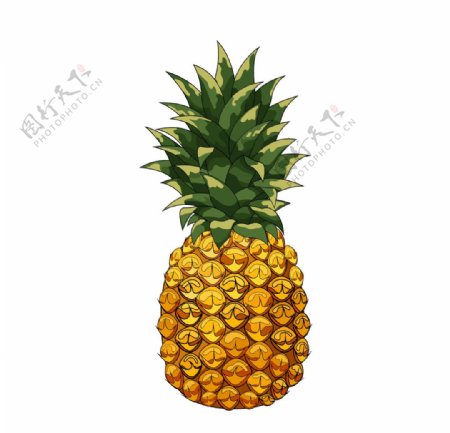 菠萝插图图片